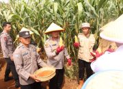 Kapolda Sulsel Panen Perdana Jagung Program Ketahanan Pangan di Luwu Timur
