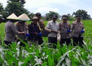 Kapolres Palopo Pimpin Pemupukan Jagung Lahan Binaan di Kelurahan Jaya