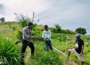 Bhabinkamtibmas Polres Majene Dorong Petani Bawang Merah di Dusun Galung Paara Tingkatkan Produksi Pertanian