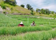 Motivasi Petani Bawang Merah di Desa Pamboborang, Bhabinkamtibmas Polres Majene Lakukan Sambang Kamtibmas