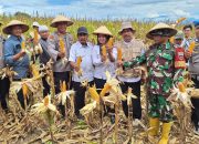 Dukung Ketahanan Pangan Nasional Polsek Maniangpajo Polres Wajo Melakukan Panen Raya Jagung Tahap I