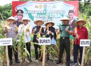 Kapolres Sidrap dan Forkopimda Panen Jagung Perdana Serentak Tahap I, Dukung Ketahanan Pangan Nasional