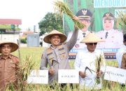 Dukung Swasembada Pangan, Kapolres Sidrap dan Forkopimda Panen Raya Padi Bersama Dirjen PSP Kementan RI