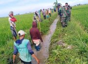 Wujud kepedulian TNI kepada petani, Babinsa Korami 1420-01/Panca Lautang Bersama Warga Bersihkan Saluran Irigasi