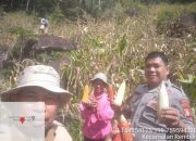 Bhabinkamtibmas Polres Tator Dampingi Panen Jagung Kelompok Tani Binaan