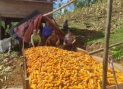Bhabinkamtibmas Polsek Sumarorong Laksanakan Program SAKTI di Kebun Jagung Warga Binaan