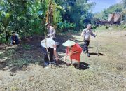 Polisi Bersama Pihak Terkait Tanam Jagung di Bangkelekila’ Toraja Utara Manfaatkan Lahan Produktif