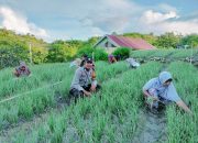 Bhabinkamtibmas Polres Majene Motivasi Petani Bawang Merah Desa Pamboborang untuk Sukseskan Ketahanan Pangan Nasional