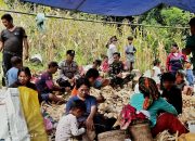 Bhabinkamtibmas Aipda Kalvin Dampingi Petani Panen Jagung di Dusun Kendenan