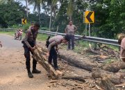 Sigap dan Peduli! Sat Samapta Polres Sinjai Bersihkan Pohon Tumbang di Jalan.