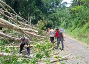 Pohon Tumbang di Jalur Mudik Sinjai – Bulukumba, Polsek Sinjai Selatan dan Warga Sigap Evakuasi.