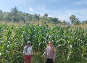 Dukung Ketahanan Pangan Nasional, Bhabinkamtibmas Kelurahan Tande Sambangi Ladang Jagung di Lingkungan Buttu