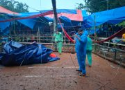 Jelang Perayaan Paskah, Polres Toraja Utara bongkar arena judi Sabung Ayam di Tallunglipu