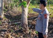 Personel Polsek Majauleng Datangi TKP Penemuan Tujuh Sapi Warga Mati Dikebun Diduga Keracunan