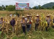 Dukung Program Ketahanan Pangan Nasional,  Polres Palopo Laksanakan Panen Jagung