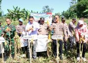 Dukung Program Ketahanan Pangan Nasional, kapolres Takalar Panen Jagung di Balangtanaya