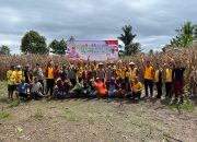 Panen Raya Bersama Polri: Polres Luwu Menyatu dengan Petani Demi Swasembada Pangan 2025