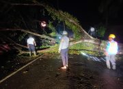 Pohon Tumbang Tutupi Jalan Trans Mamuju-Majene, Polsek Malunda dan Warga Gotong Royong Bersihkan Material