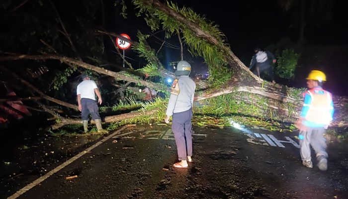Pohon Tumbang Tutupi Jalan Trans Mamuju-Majene, Polsek Malunda dan Warga Gotong Royong Bersihkan Material