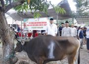 Polres Pinrang Sembelih 17 Ekor Sapi Qurban Usai Sholat Idul Adha