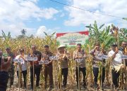 Polres Luwu Timur Dukung Swasembada Pangan, Kapolres Pimpin Panen Jagung Raya Kuartal II