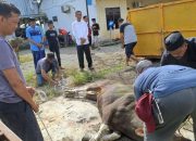Kapolres Bone Saksikan Langsung Penyembelihan Hewan Qurban Personel di Mapolres