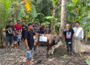 Pemerintah Provinsi Sulawesi SelatanSerahkan Sapi Kurban untuk Warga Sidrap