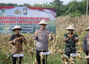 Dukung Swasembada Pangan, Kapolres Pinrang Pimpin Panen Jagung di Lahan Polri Kecamatan Suppa