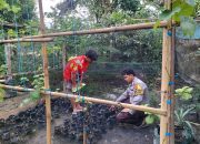 Dekat dengan Warga, Bhabinkamtibmas Polsek Walenrang Dorong Ketahanan Pangan Lewat Pekarangan Anggur