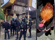 Tindak Lanjuti Aduan Masyarakat, Perintis Presisi Polres Toraja Utara Gerebek Judi Sabung Ayam di Tondon Matallo