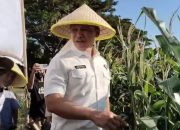 Irwil III Itwasum Polri Tinjau Lahan Jagung Binaan Polres JenepontoDukungan Nyata Polri dalam Program Ketahanan Pangan Nasional