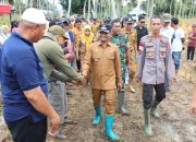 Sinergi Polri dan Pemda, Kapolres Bone Hadiri Panen Perdana Jagung Hibrida di Tellu Siattinge