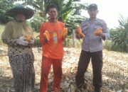 Polsek Tempe Panen Jagung Bareng Warga, Wujud Kepedulian Polri pada Ketahanan Pangan