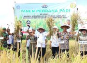 Sinergi TNI-Polri dan Pemerintah Dukung Ketahanan Pangan, Kapolres dan Bupati Bone Panen Perdana Padi