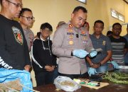 Satnarkoba Polres Bulukumba Ungkap Penjualan Ganja Online, Puluhan Tanaman Ganja Diamankan