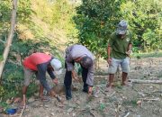 Kapolsek Sendana Bersama Kelompok Tani Desa Limbua Gelar Penanaman Bibit Jagung Dukung Ketahanan Pangan Nasional