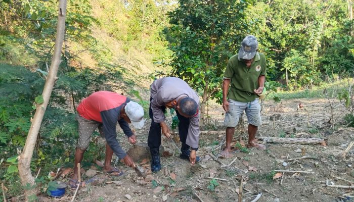 Kapolsek Sendana Bersama Kelompok Tani Desa Limbua Gelar Penanaman Bibit Jagung Dukung Ketahanan Pangan Nasional