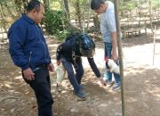 Polisi Gerebek Judi Sabung Ayam di Desa Sapobonto Bulukumpa, Pelaku Kabur