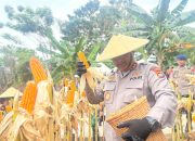 Kapolda Sulbar Hadiri Panen Raya Jagung Serentak, Dukung Swasembada Pangan 2025