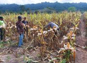 Musim Kemarau, Bumdes Binaan Polisi Penggerak Polres Selayar di Pasimasunggu Sukses Panen Raya Jagung