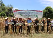 Dukung Swasembada Pangan, Polres Maros Gelar Panen Raya Jagung Serentak Kuartal III di Bantimurung