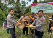 Dukung Program Swasembada Pangan, Polres Toraja Utara Gelar Panen Raya Jagung Serentak Kuartal III di Rantebua Sumalu