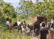 Bukti Dedikasi dan Kehadiran di Tengah Masyarakat, Bhabinkamtibmas Polsek Banggae Bersama Warga Gotong Royong Cor Jalan Tani