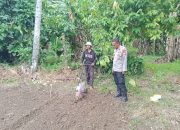 Kapolsek Malunda Tinjau Ladang Jagung Binaan, Dorong Petani Sukseskan Ketahanan Pangan