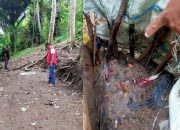 Cegah Praktik Judi, Polsek Kindang Gerebek Lokasi Sabung Ayam di Desa Balibo