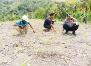 Bhabinkamtibmas Polsek Pamboang Dampingi Pemupukan Bibit Jagung Bersama Poktan Sulbar Malaqbi di Desa Bababulo