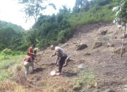 Bhabinkamtibmas Polsek Malunda Tanam Jagung Bersama Warga, Dorong Ketahanan Pangan di Ulumanda