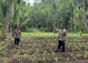Pastikan Panen Tepat Waktu, Bhabinkamtibmas Polsek Banggae Pantau Tanaman Jagung untuk Dukung Ketahanan Pangan Nasional