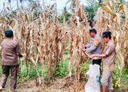 Sukseskan Program Ketahanan Pangan, Bhabinkamtibmas Polsek Malunda Panen Jagung Bersama Warga dan Pemerintah Desa