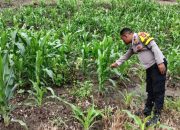 Dukung Ketahanan Pangan Nasional, Bhabinkamtibmas Polsek Pamboang Polres Majene Pantau Lahan Jagung Warga di Dusun Puare